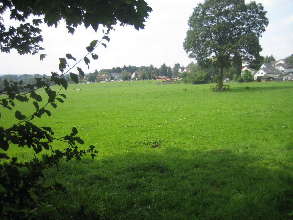 Blick auf die Pferdeweide Gut Schönthal von der Alle aus in Richtung Adenauerallee
